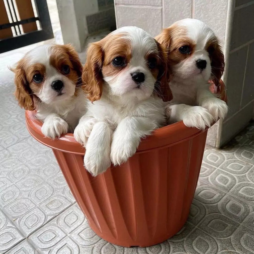 fajtatiszta Cavalier King Charles spániel kölykök.