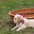 Golden retriever kislány